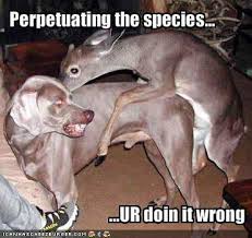 deer mounting a dog "perpetuating the species, you're doing it wrong"