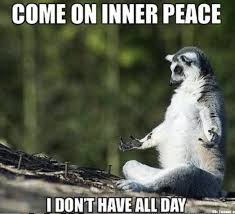 an animal in meditation pose "come on inner peace, I don't have all day"